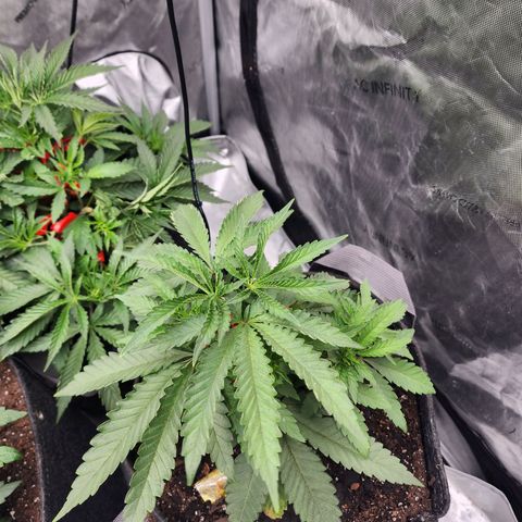 Rainbow Runtz growlog timeline photo