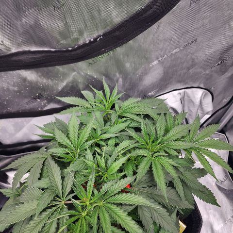 Rainbow Runtz growlog timeline photo
