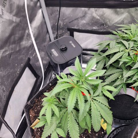 Rainbow Runtz growlog timeline photo