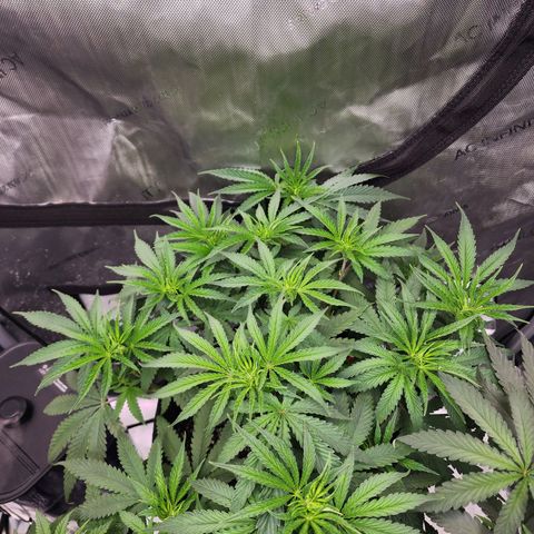 Rainbow Runtz growlog timeline photo