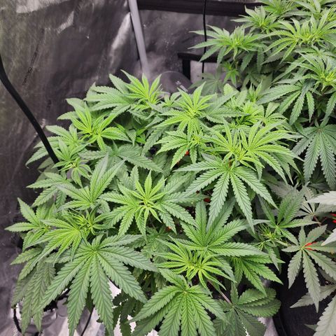 Rainbow Runtz growlog timeline photo