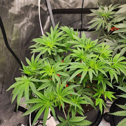 Rainbow Runtz growlog timeline photo