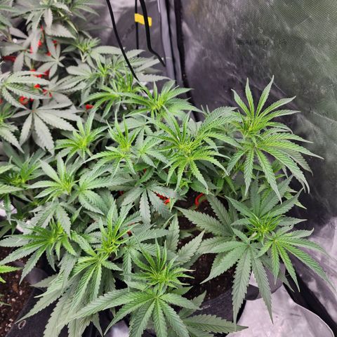 Rainbow Runtz growlog timeline photo