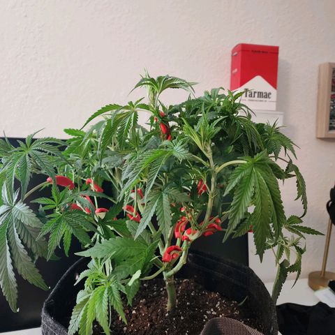 Rainbow Runtz growlog timeline photo