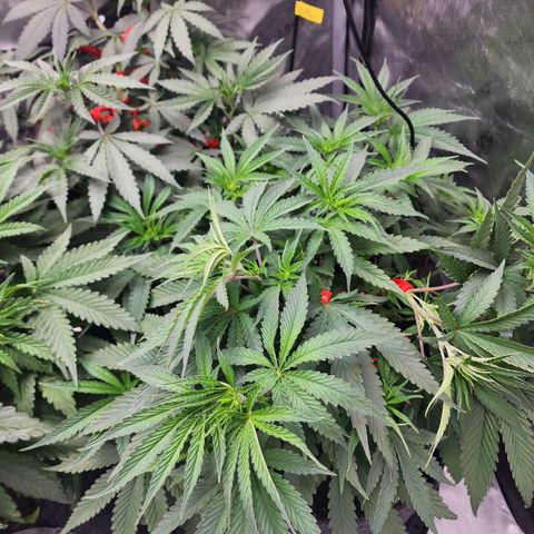Rainbow Runtz growlog timeline photo