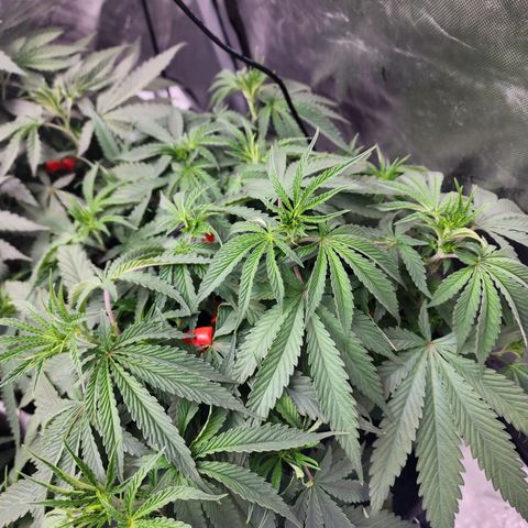 Rainbow Runtz growlog timeline photo