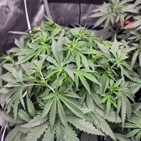 Rainbow Runtz growlog timeline photo