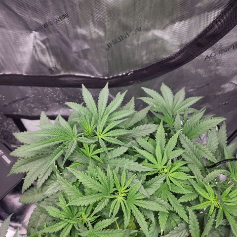 Rainbow Runtz growlog timeline photo