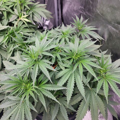 Rainbow Runtz growlog timeline photo