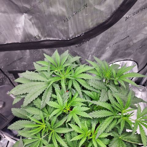 Rainbow Runtz growlog timeline photo