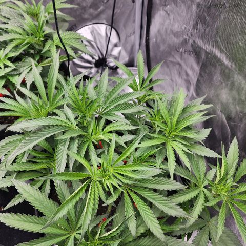 Rainbow Runtz growlog timeline photo