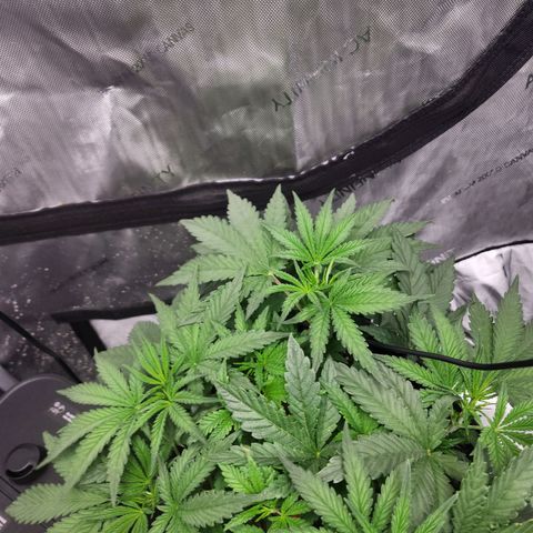 Rainbow Runtz growlog timeline photo