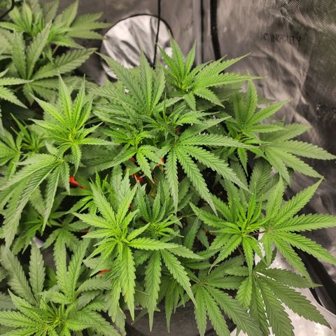 Rainbow Runtz growlog timeline photo