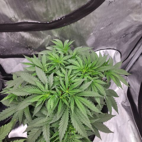 Rainbow Runtz growlog timeline photo