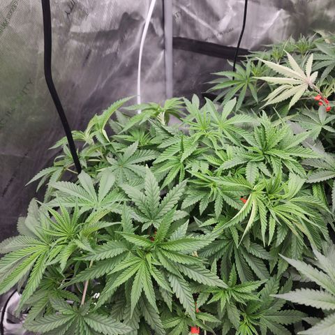Rainbow Runtz growlog timeline photo