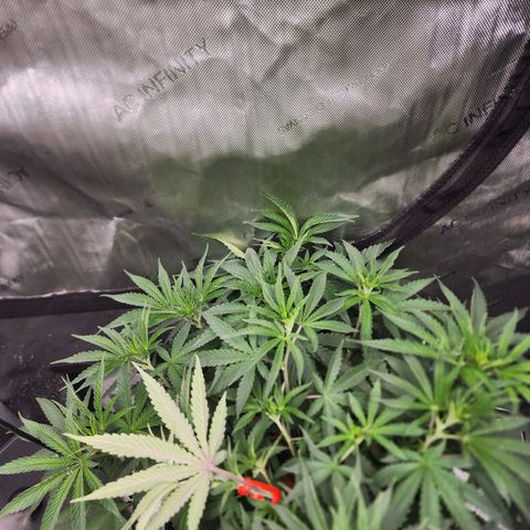 Rainbow Runtz growlog timeline photo