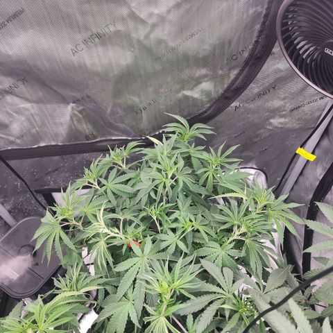 Rainbow Runtz growlog photo: 4ml cal mag, grow, bloom,micro