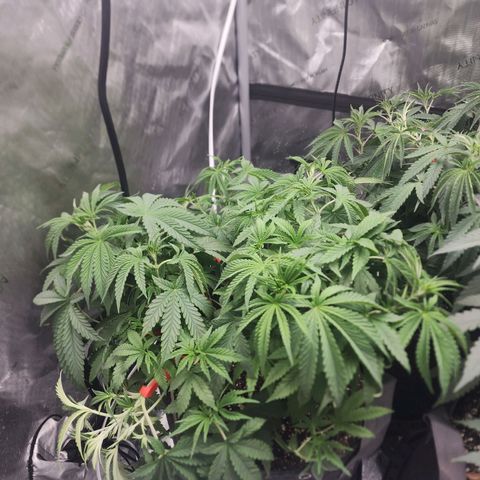 Rainbow Runtz growlog photo: 4ml cal mag, grow, bloom,micro