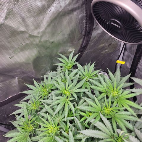Rainbow Runtz growlog timeline photo