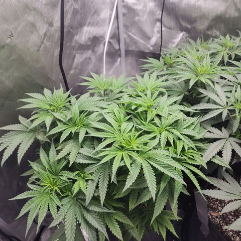 Rainbow Runtz growlog timeline photo