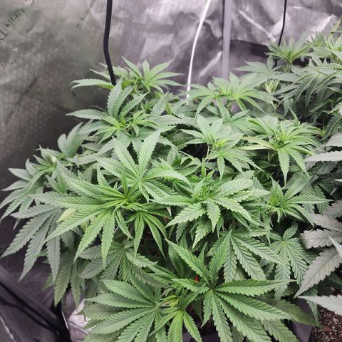 Rainbow Runtz growlog timeline photo