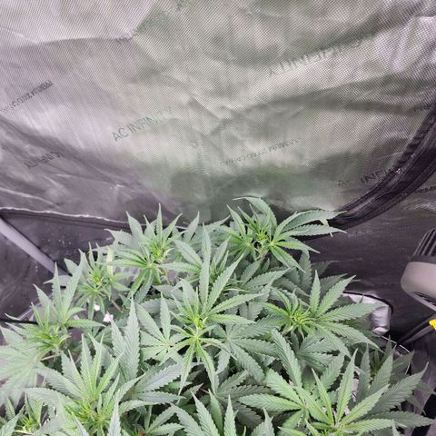 Rainbow Runtz growlog timeline photo