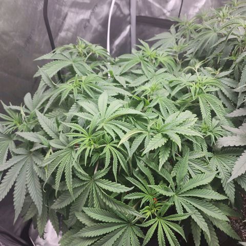 Rainbow Runtz growlog timeline photo