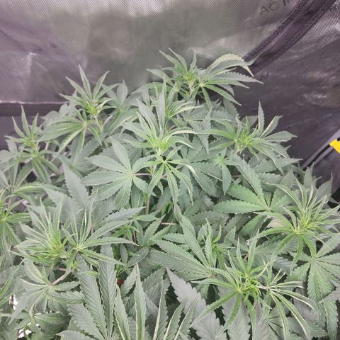 Rainbow Runtz growlog timeline photo