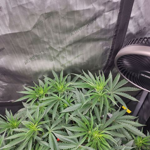 Rainbow Runtz growlog timeline photo