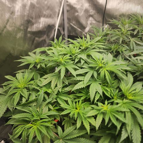 Rainbow Runtz growlog timeline photo
