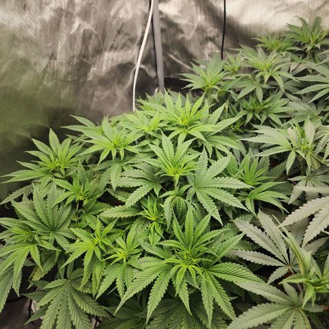 Rainbow Runtz growlog timeline photo