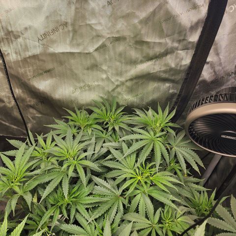 Rainbow Runtz growlog timeline photo