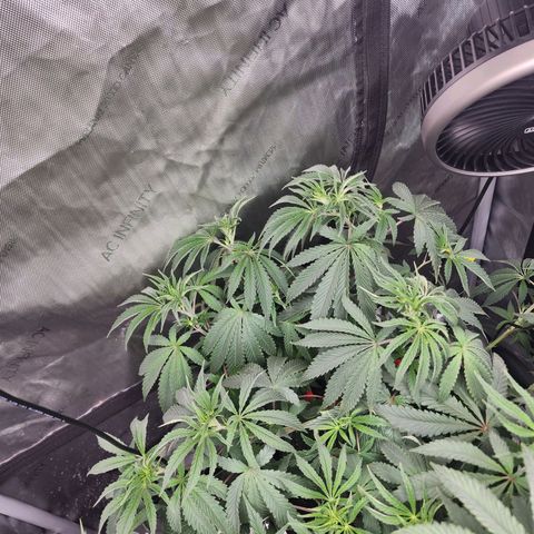 Rainbow Runtz growlog timeline photo