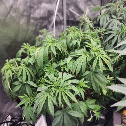 Rainbow Runtz growlog timeline photo