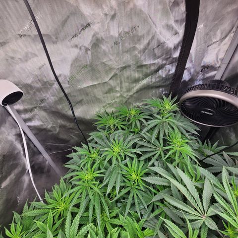 Rainbow Runtz growlog timeline photo