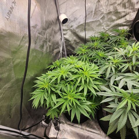 Rainbow Runtz growlog timeline photo