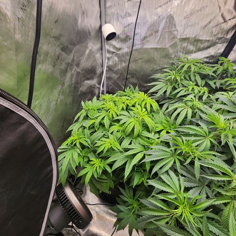 Rainbow Runtz growlog timeline photo