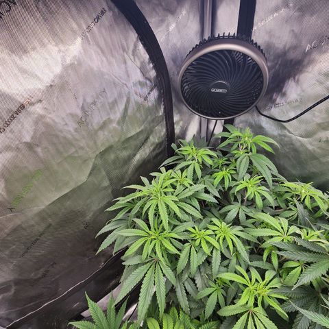 Rainbow Runtz growlog timeline photo
