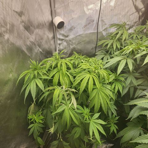 Rainbow Runtz growlog timeline photo