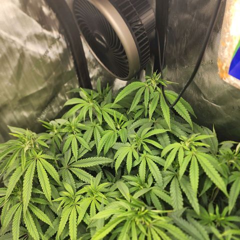 Rainbow Runtz growlog timeline photo