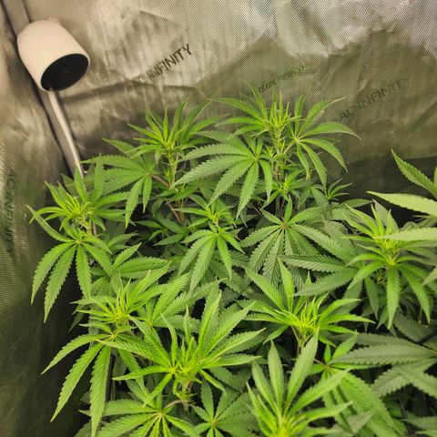 Rainbow Runtz growlog timeline photo