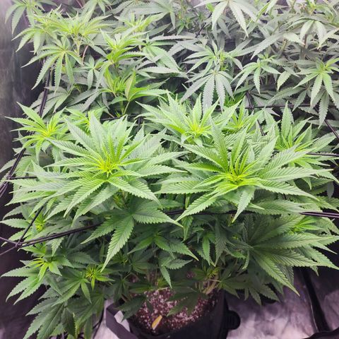 Rainbow Runtz growlog timeline photo