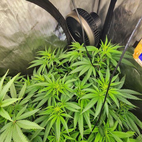Rainbow Runtz growlog timeline photo
