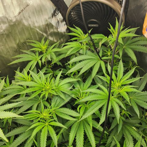 Rainbow Runtz growlog timeline photo