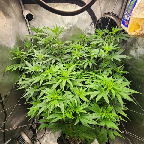 Rainbow Runtz growlog timeline photo