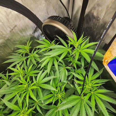 Rainbow Runtz growlog timeline photo