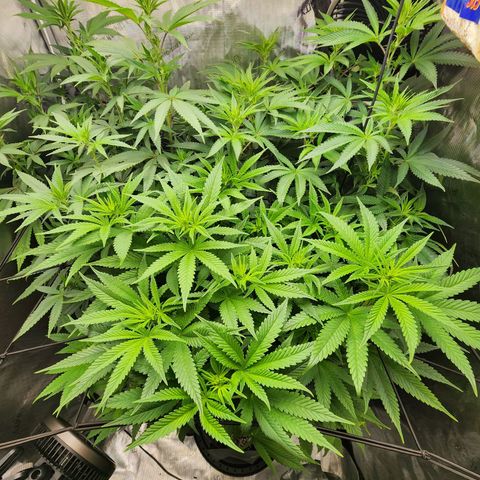 Rainbow Runtz growlog timeline photo