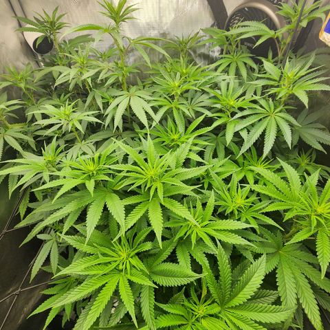 Rainbow Runtz growlog timeline photo