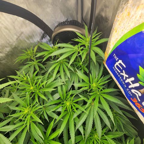 Rainbow Runtz growlog timeline photo