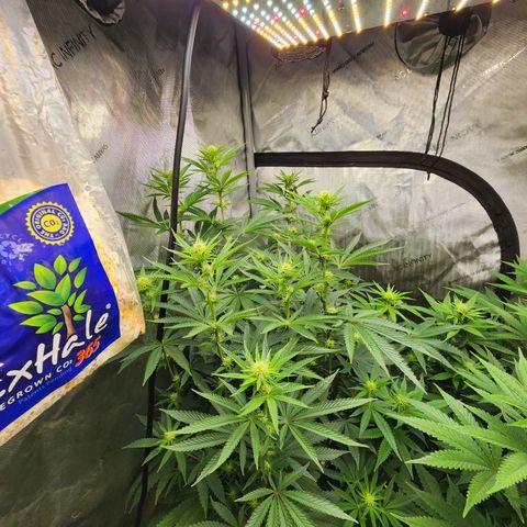 Rainbow Runtz growlog timeline photo